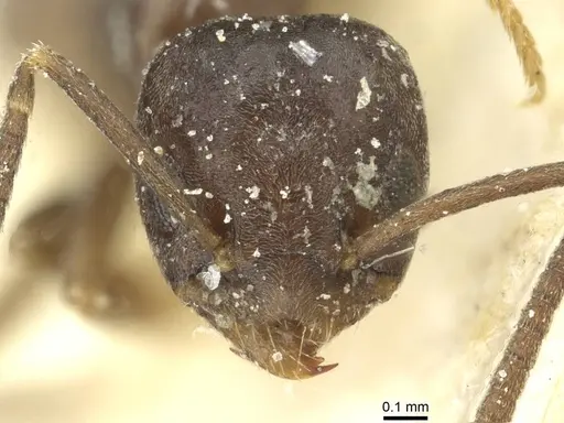 Tapinoma sinense - CASENT0911577