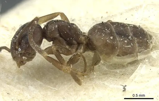 Tapinoma sinense - CASENT0911577