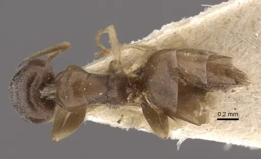 Tapinoma sinense - CASENT0917850