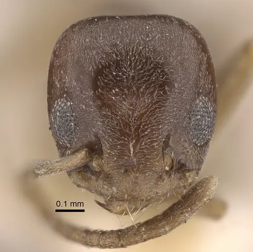 Tapinoma sinense - CASENT0917850