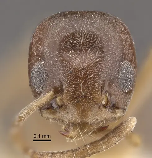 Tapinoma sinense - CASENT0917850