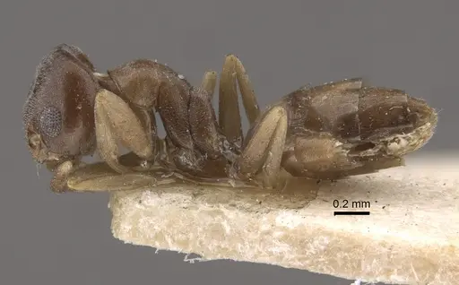 Tapinoma sinense - CASENT0917850