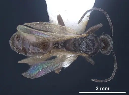 Tapinoma subboreale specimen