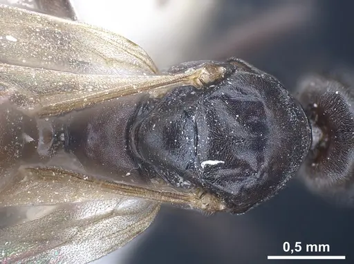 Tapinoma subboreale specimen