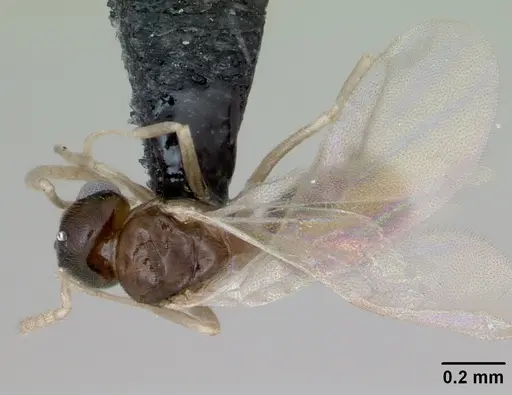 Tapinoma subtile specimen