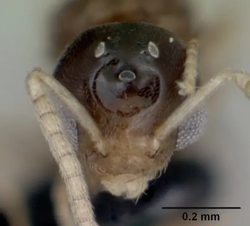 Tapinoma subtile specimen