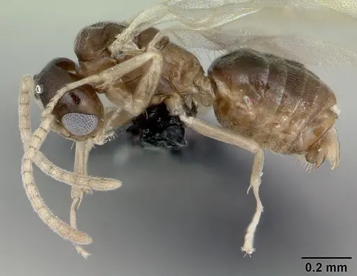 Tapinoma subtile specimen