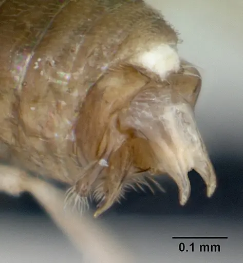 Tapinoma subtile - CASENT0065204