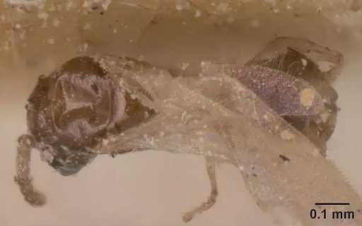 Tapinoma subtile - CASENT0101081