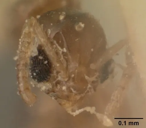 Tapinoma subtile - CASENT0101081