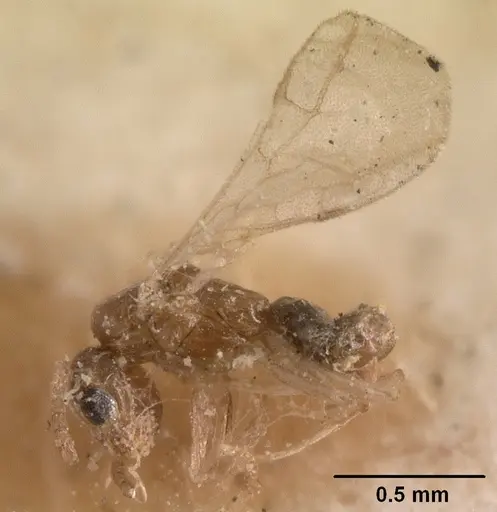 Tapinoma subtile - CASENT0101081