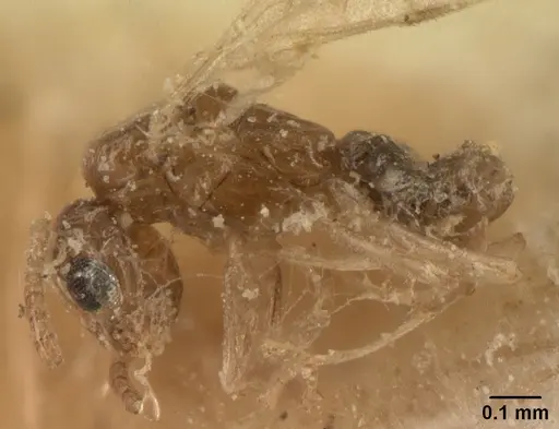 Tapinoma subtile - CASENT0101081