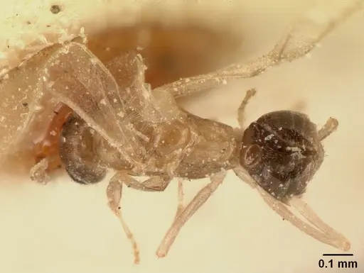 Tapinoma subtile - CASENT0101082