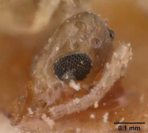 Tapinoma subtile - CASENT0101082