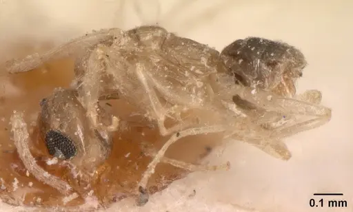 Tapinoma subtile - CASENT0101082