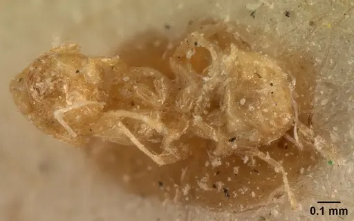 Tapinoma subtile - CASENT0101083