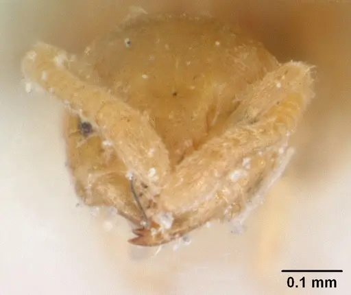 Tapinoma subtile - CASENT0101083