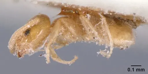 Tapinoma subtile - CASENT0101083