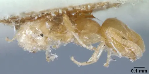 Tapinoma subtile - CASENT0101083