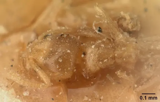 Tapinoma subtile - CASENT0101084