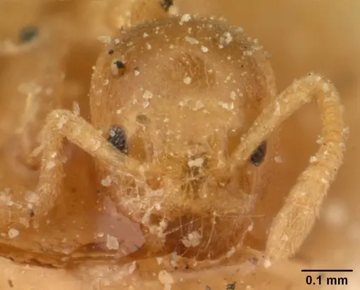 Tapinoma subtile - CASENT0101084