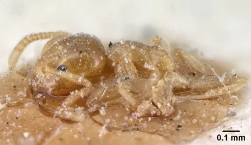 Tapinoma subtile - CASENT0101084