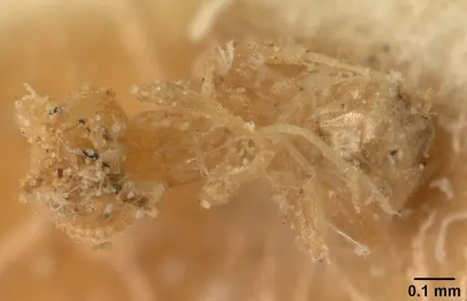 Tapinoma subtile - CASENT0101085