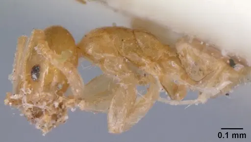 Tapinoma subtile - CASENT0101085