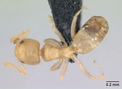 Tapinoma subtile - CASENT0109862