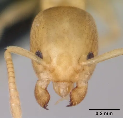 Tapinoma subtile - CASENT0109862