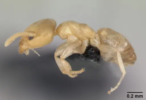 Tapinoma subtile - CASENT0109862