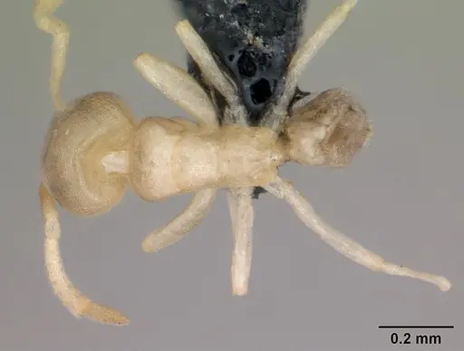 Tapinoma subtile - CASENT0109864