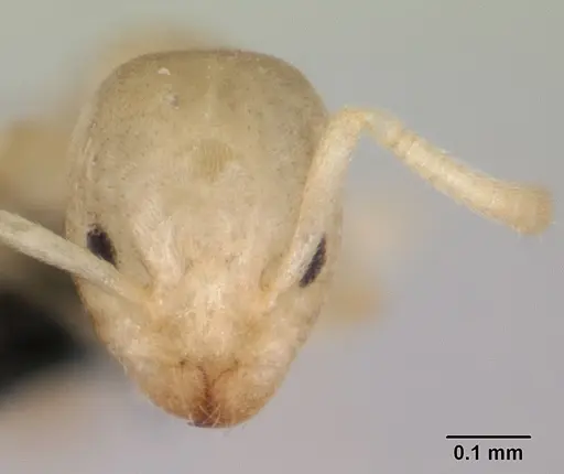 Tapinoma subtile - CASENT0109864