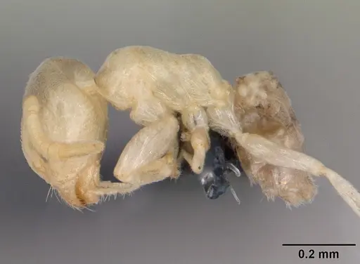 Tapinoma subtile - CASENT0109864