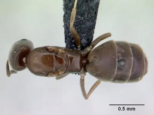 Tapinoma subtile - CASENT0132810