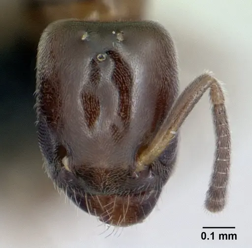 Tapinoma subtile - CASENT0132810