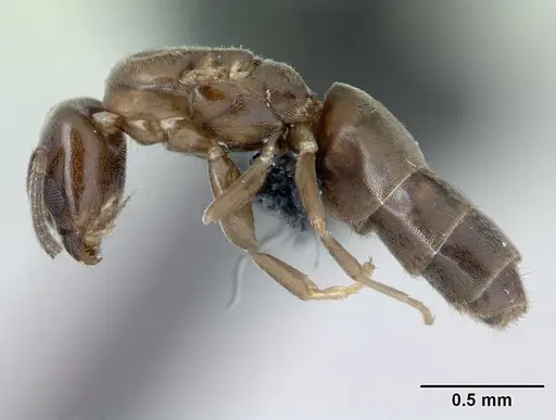 Tapinoma subtile - CASENT0132810