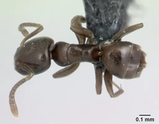 Tapinoma subtile - CASENT0132840