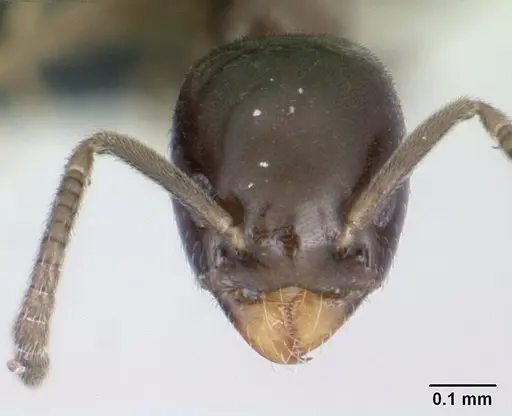 Tapinoma subtile - CASENT0132840