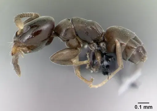 Tapinoma subtile - CASENT0132840