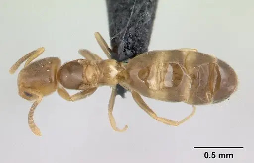 Tapinoma subtile - CASENT0134904