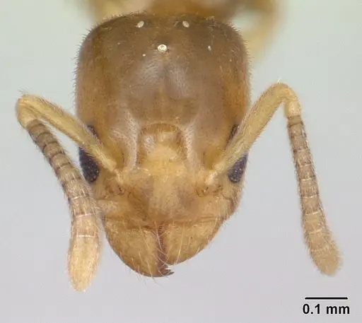 Tapinoma subtile - CASENT0134904