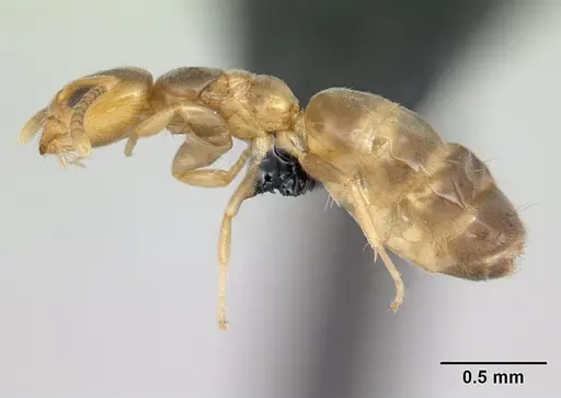 Tapinoma subtile - CASENT0134904