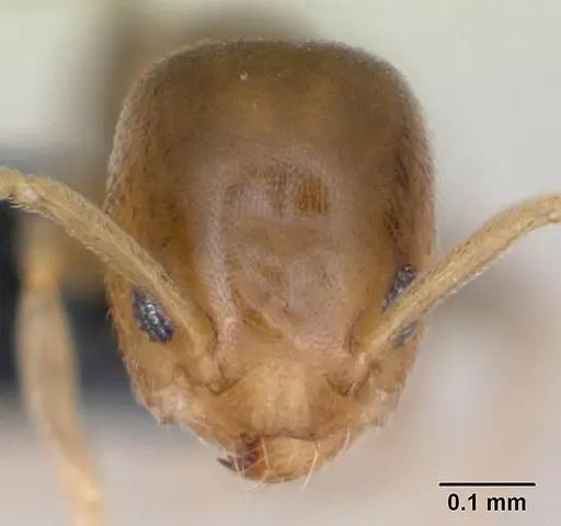 Tapinoma subtile - CASENT0135003