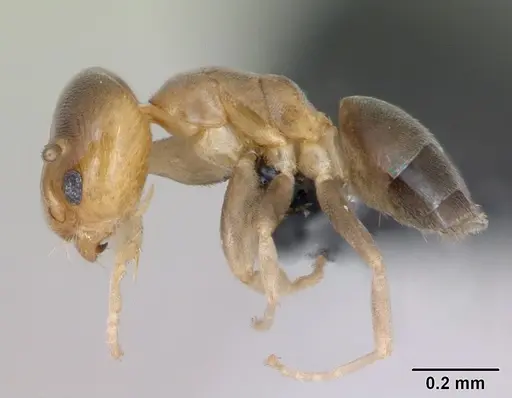 Tapinoma subtile - CASENT0135003