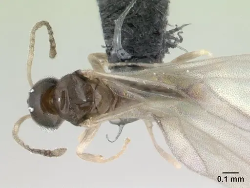 Tapinoma subtile - CASENT0136850