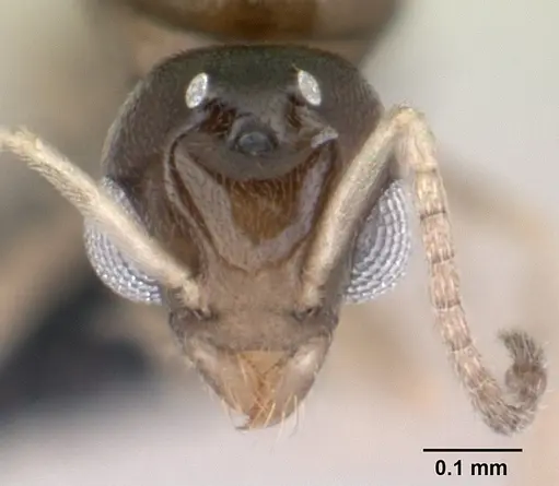 Tapinoma subtile - CASENT0136850