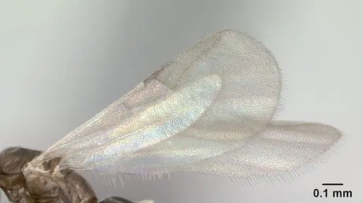 Tapinoma subtile - CASENT0136850