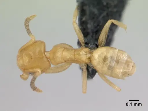 Tapinoma subtile - CASENT0178200