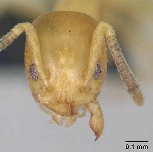 Tapinoma subtile - CASENT0178200